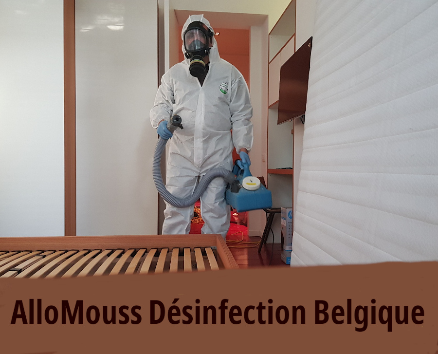 Entreprise belge AlloMouss Désinfection dératisation désinfection nettoyage diogène maisons et appartements